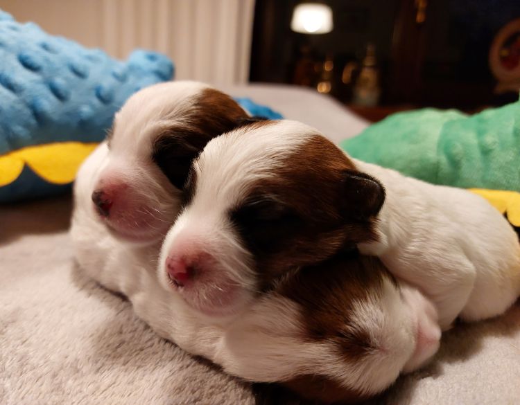 pups 1 week oud