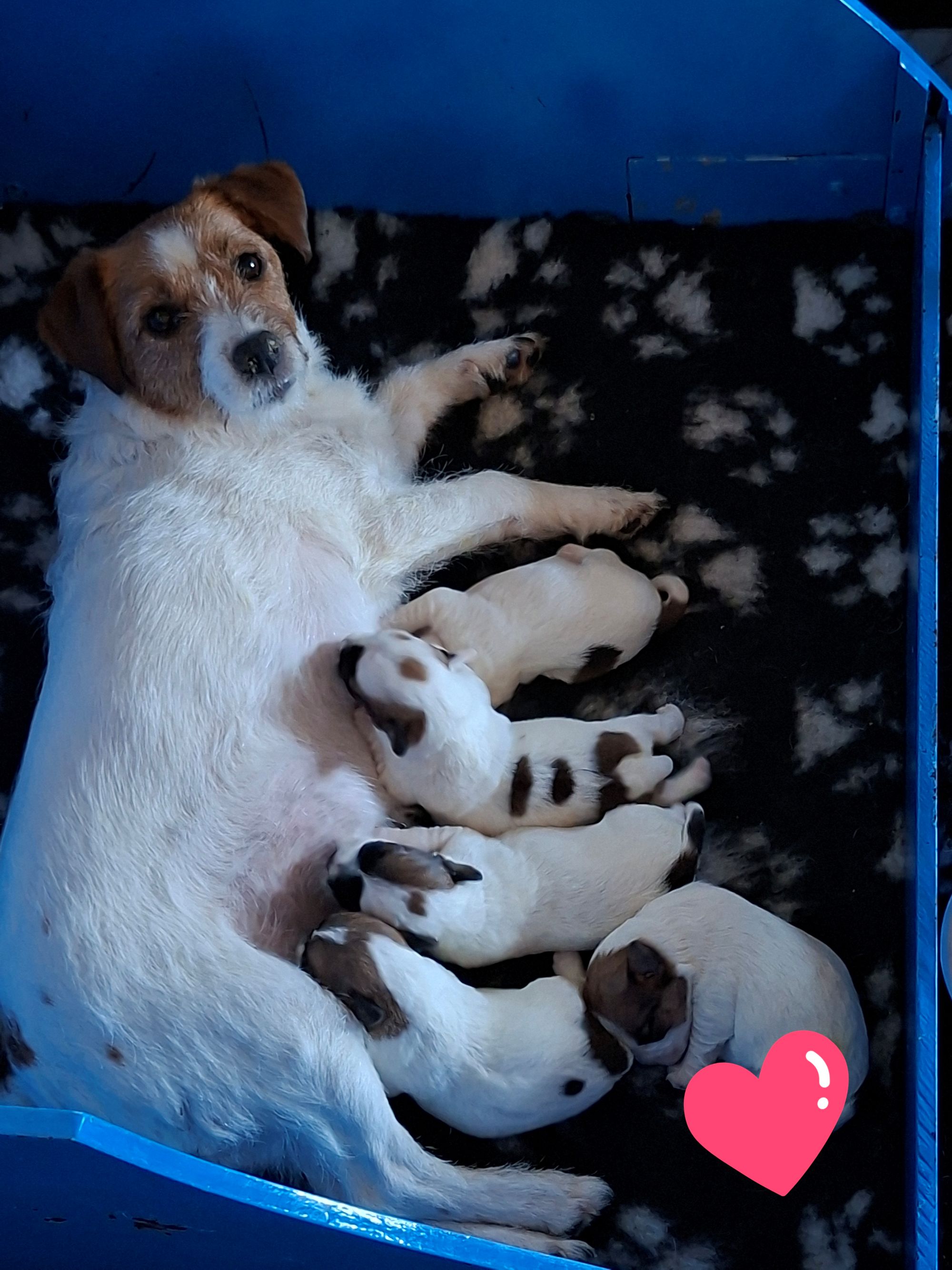pups 1 week oud