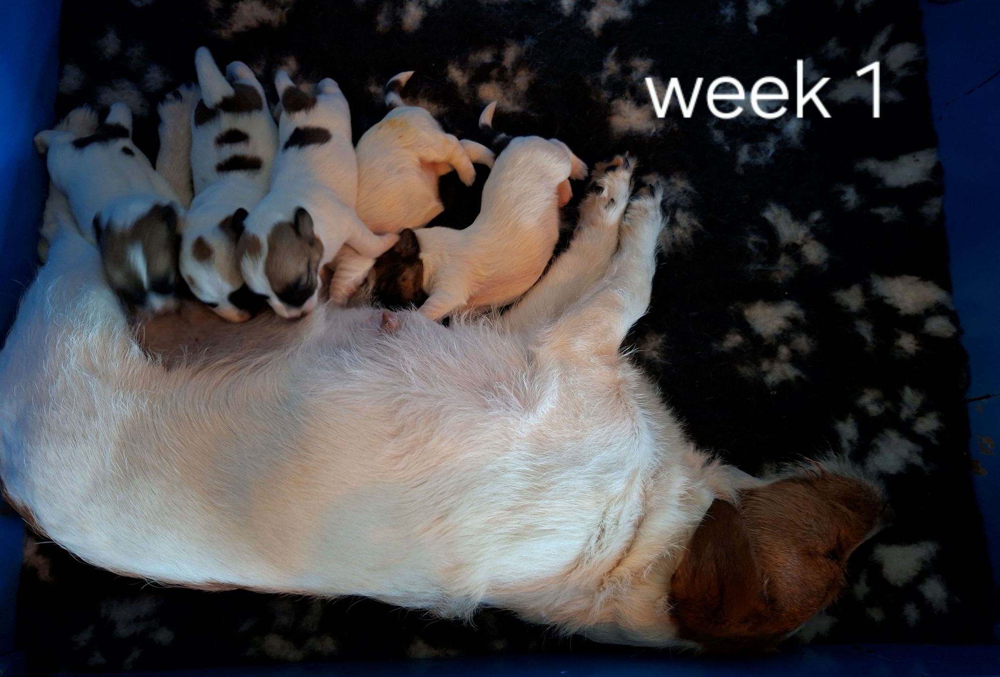 pups 1 week oud